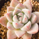 PRESALE Echeveria Sp., (Not so Random)