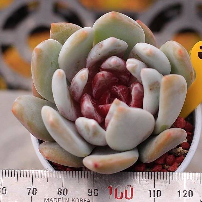 PRESALE Echeveria Trumso