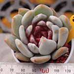 PRESALE Echeveria Trumso