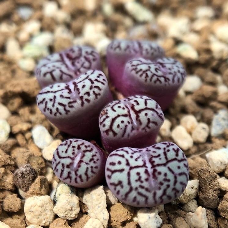 conophytum minimum wittebergense rare mesembs exotic succulent stones 30 seeds Conophytum Wittebergense, Medium Cluster – Cedar Creek Farmhouse