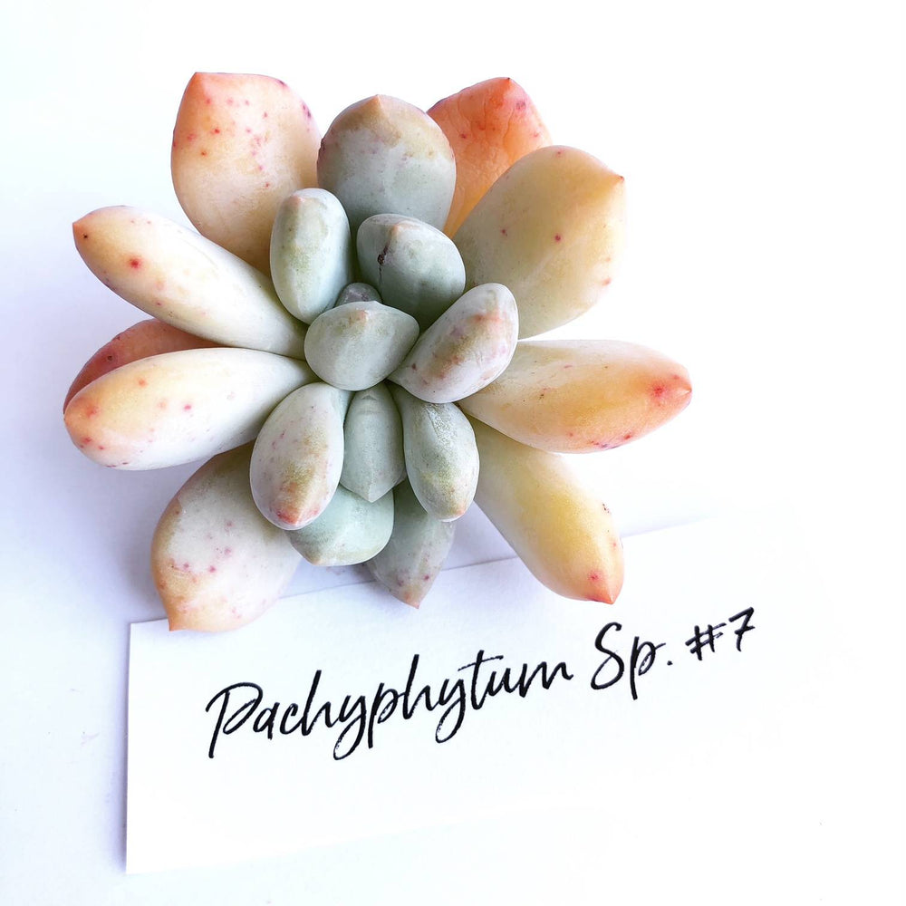 Pachyphytum Sp. #7