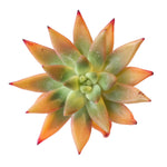 The Good, The Bad and The UGLY! Echeveria Agavoides Sp.