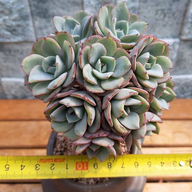 atlantis succulent PRESALE Echeveria Atlantis, Tree! (Not so Random)