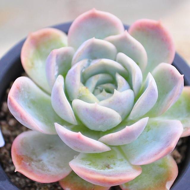 jocelyn's joy succulent RESERVED) Echeveria Jocelyn Joy – Cedar Creek Farmhouse