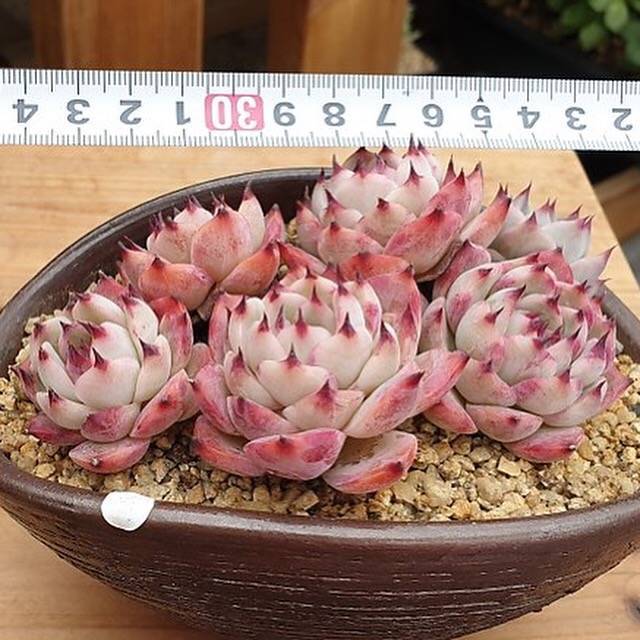 PRESALE Echeveria Colorata Sp. Cluster, (Not so Random)