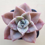 PRESALE Echeveria Bainesii, (Not so Random)