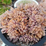 4th OF JULY FLASH SALE- DEAL #10 PRESALE Graptoveria Debbie, Cristata