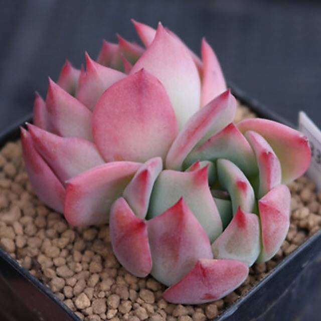 PRESALE Echeveria Patricia, (Random)