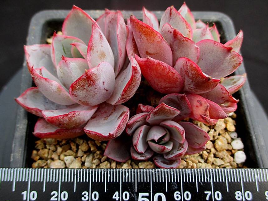 PRESALE Echeveria Hera, (Random)