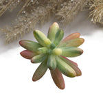 Sedum Pachyphyllum, Variegata