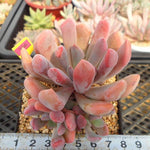 Echeveria Cupid, (Cluster)