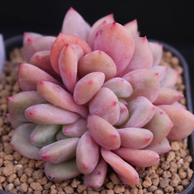 READY TO SHIP- Echeveria Ariel, Cluster (Random)