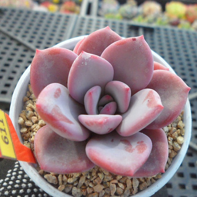 PRESALE Echeveria Amarrensis, (Random)