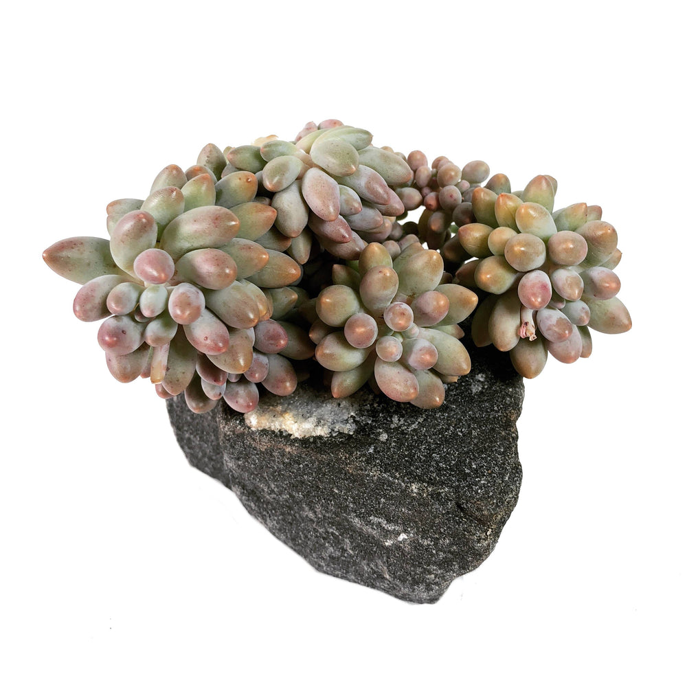 SPECIAL! JUST CART! Pachyphytum Machucae, Large Cluster