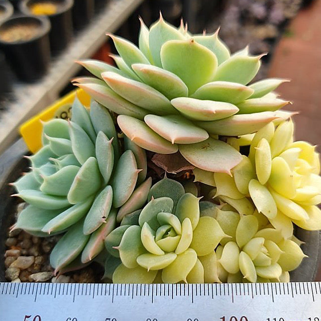 Echeveria Bluette, Cluster