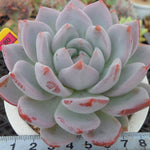 PRESALE Echeveria Hosikage, (Random)