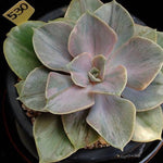 PRESALE Pearle von Nurnberg, Variegata, (Random)