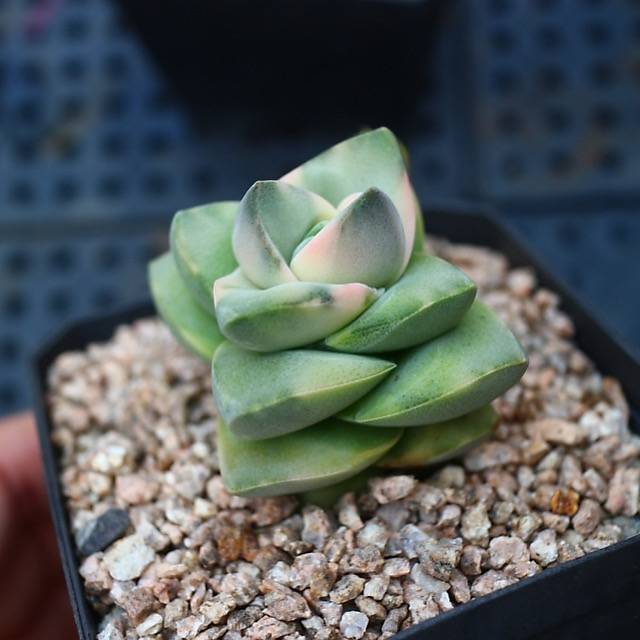 Crassula Moonglow, Variegata