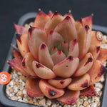 PRESALE Echeveria Agavoides Ebony, (Random)