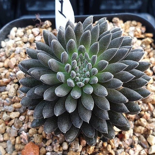 Sinocrassula Yunnanensis, (Random)