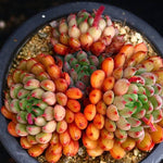 PRESALE Echeveria Green Surf, (Not so Random)