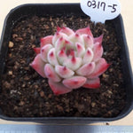 PRESALE Echeveria Chihuahuaensis cv, (Random)