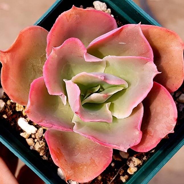 (RESERVED) Echeveria Red Finkle