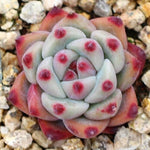 SPECIAL!! JUST CART! PRESALE Echeveria Colorata Hybrid