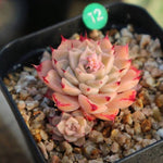 PRESALE  Echeveria Halbingeri, (Random)