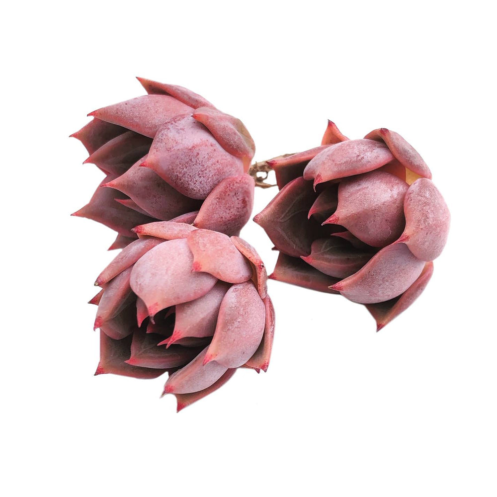 Echeveria Beauty Lily, Single Rosette (Random)