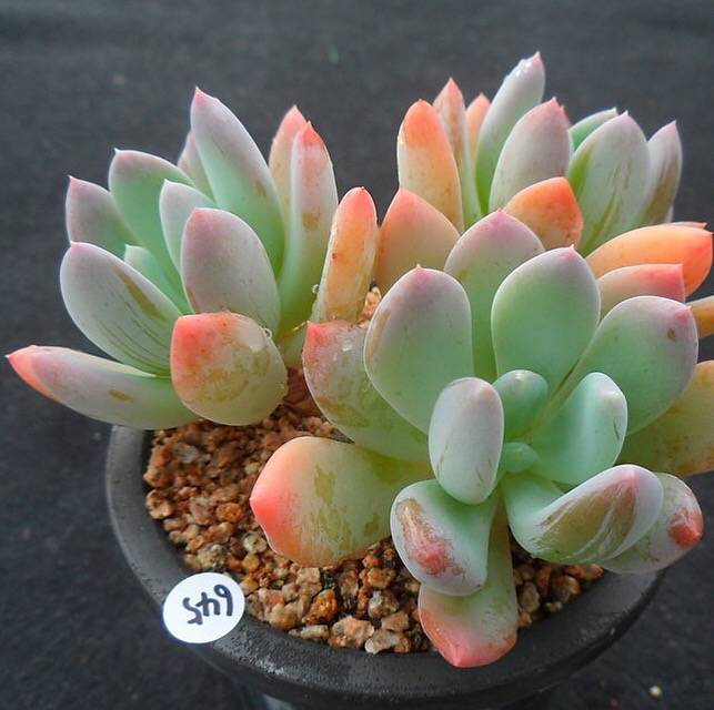 PRESALE Echeveria Raleigh, Triples, (Random)