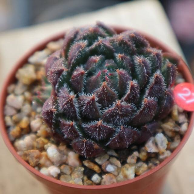 LUNCH BREAK FLASH SALE! PRESALE Echeveria 'Scorpio'