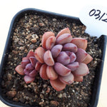 PRESALE Graptoveria Purple Dream, (Random)