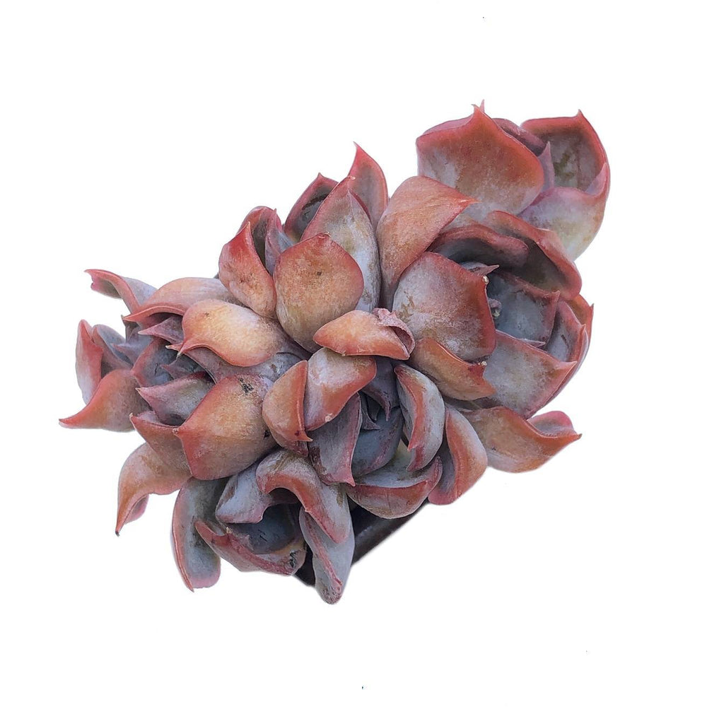 RESERVED Echeveria Dark Ice Cluster, (Ready to Ship)