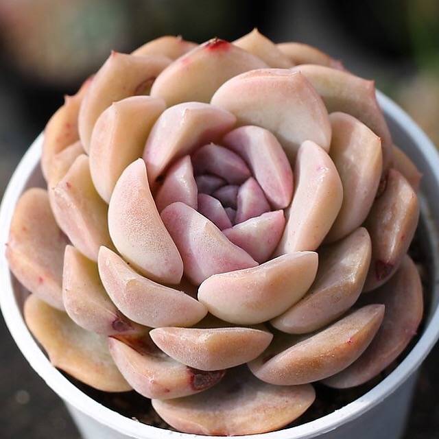 PRESALE Echeveria Love