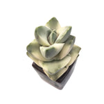 Sale! Crassula Moonglow, Variegata
