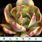 PRESALE Echeveria Angpang, (Random)