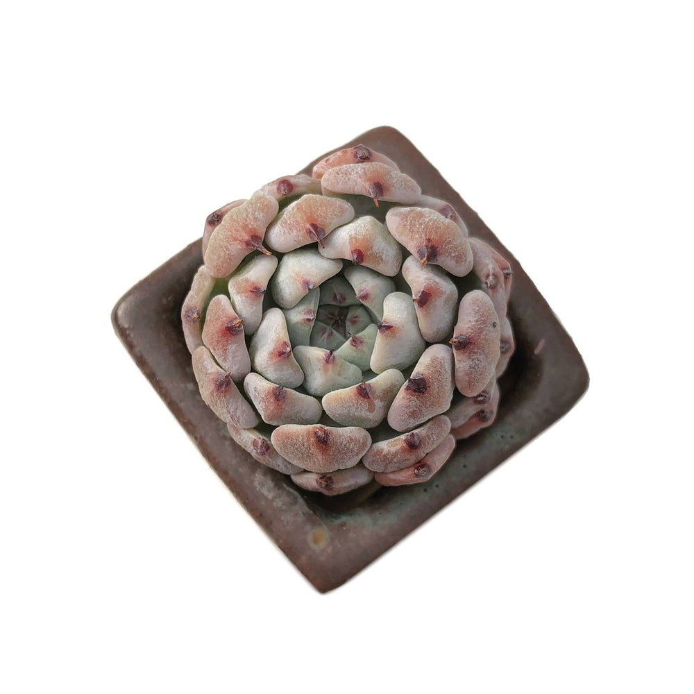 SALE! Echeveria White Zaragosa