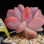 PRESALE Echeveria Cinderella, (Random)