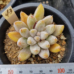 PRESALE Echeveria Tolimanensis, (Random)