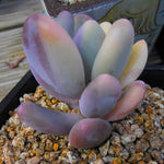 (RESERVED) Pachyphytum Oviferum cv. Momobijin, Variegata (Option 1)