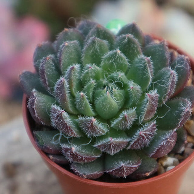 PRESALE Echeveria Scorpion, (Random)