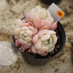 MOTHER'S DAY WEEKEND FLASH SALE! PRESALE Echeveria Elegans, Mini Clusters, (Random)