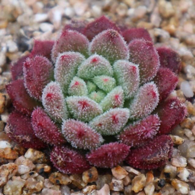 PRESALE Echeveria Carol, (Random)