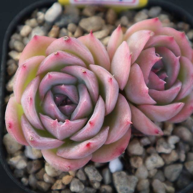 PRESALE Echeveria Silhouette, (Not so Random)