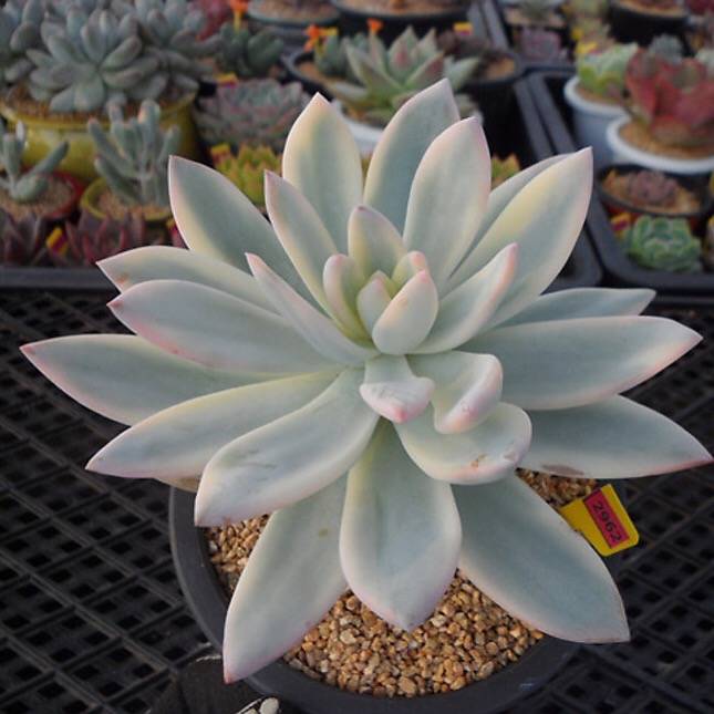 albino succulent Echeveria SIMONOASA, Variegata Albino Pups!, (Not so Random) – Cedar Creek  Farmhouse