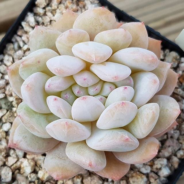PRESALE Echeveria Monroe, Cristata, (Not so Random)