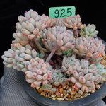 PRESALE Graptopetalum Blue Beans, (Random)