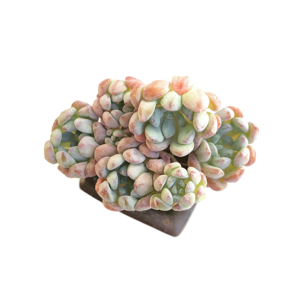 graptoveria blue pearl succulent SALE! Graptoveria Pearl Bin – Cedar Creek Farmhouse