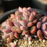 Graptoveria Purple Dream, (Random)